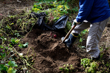 さつまいもの収穫