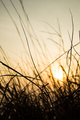 sunset in the field