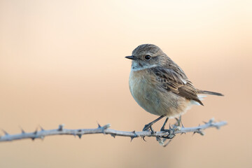 small passerine bird, female stonechat