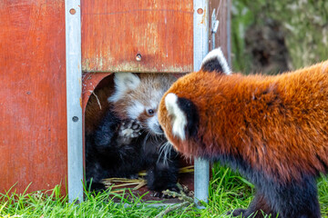 red panda in zoo