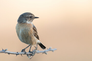 small passerine bird, female stonechat