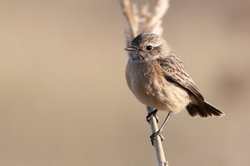 small passerine bird, female stonechat