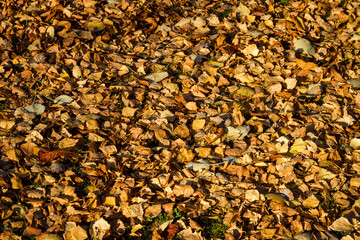 Background from autumn