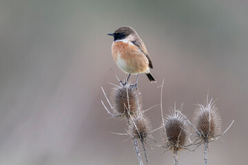 Small passerine bird, male stonechat