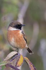 Small passerine bird, male stonechat