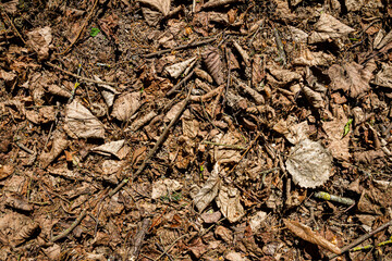 Natural pine forest ground