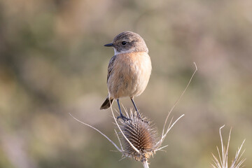 small passerine bird, female stonechat