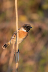 Small passerine bird, male stonechat