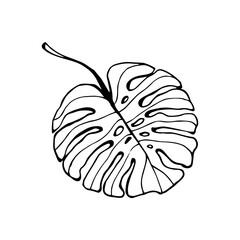 Sketch of monstera leaf. 
