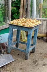 onions from the garden