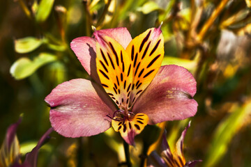 Fototapeta na wymiar Beautiful flower with yellow petals with black spots, and purple pistil next to pink petals