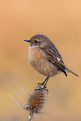 small passerine bird, female stonechat