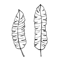 illustration of a feather