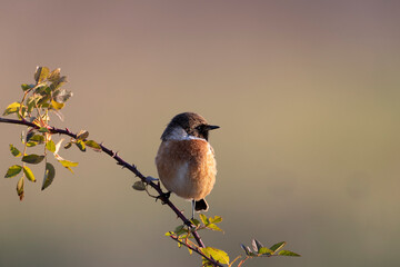 Small passerine bird, male stonechat