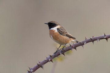 Small passerine bird, male stonechat
