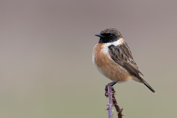 Small passerine bird, male stonechat