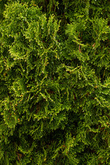 Fototapeta premium Juniper background. Branches and leaves as a background
