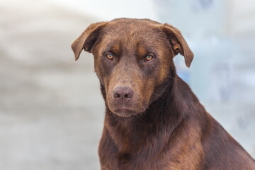 Abandoned brown dog with beautiful eyes
