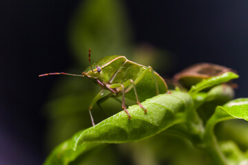 Fototapeta premium Insect macro photography Nebula Rhaphigaster