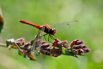 Dragonfly