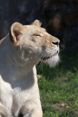 white lioness in close-up