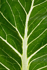 Salad leaf close up. Green rocket back lit.