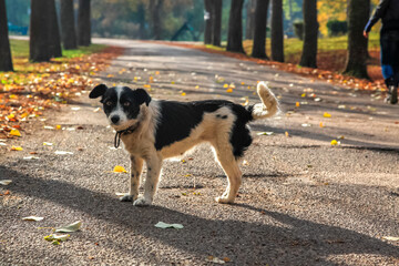 An abandoned dog looks at the photographer