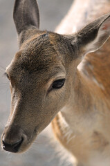 Hirsch
