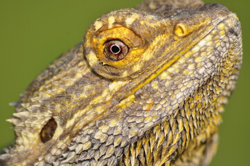 Bartagame Close Up