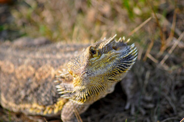 Bartagame in der Natur