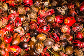 Muskatnüsse mit Muskatnussblüte nach der Ernte