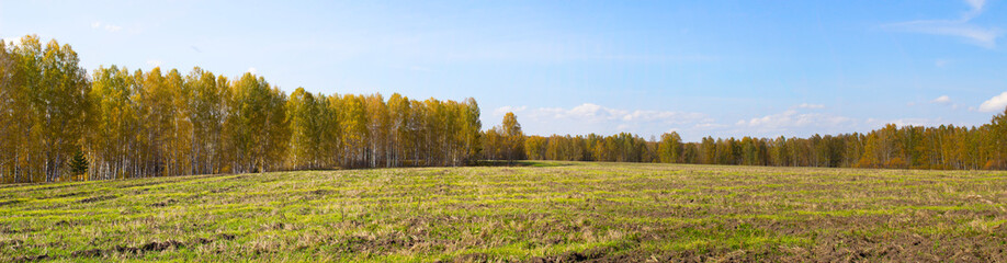 Autumn nature in panorama. Autumn yellow forest and field.