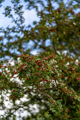 Tree branches with fruits against the sky.