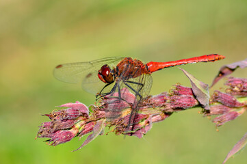 Rote Libelle