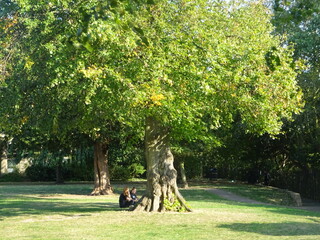 Trees in Leigh Library