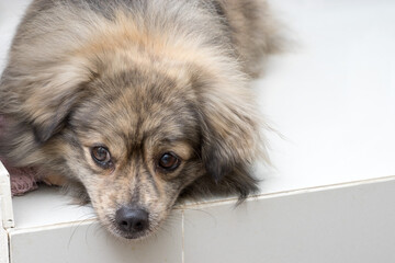 A mixed breed dog looking sad on the floor