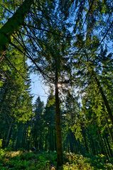 Coniferous forest in the Harz Mountains in Lower Saxony in Germany