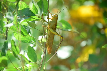 Yellow grasshopper in a bush, Close up of grasshopper details