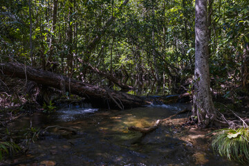 A Shady Creek in Australia