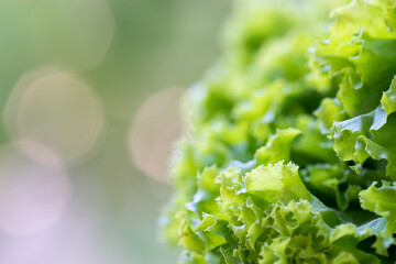Green background lettuce close up macro shot