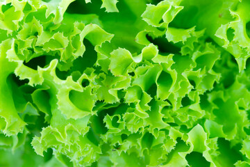 Green background lettuce close up macro shot