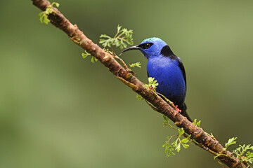 Obraz premium Red-legged honeycreeper perched on branch