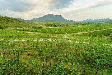 Grape vine yard with mountain as the background