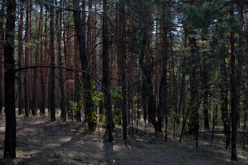 pine forest on a summer day