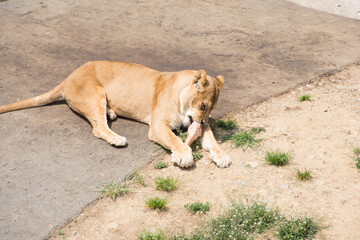骨をかじるライオン