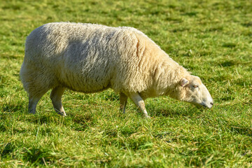 Obraz na płótnie Canvas sheep eating green grass