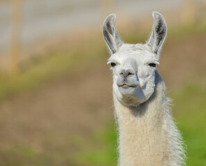 Obraz premium animal llama, head closeup