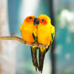 Close up on sun conure playing with its mate