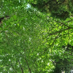 Fototapeta premium green forest in the morning