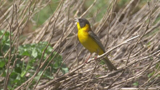Black headed bunting on twig
Close up shot view, Mount Hermon Israel
